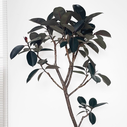 観葉植物 フィカス バーガンディ 190cm 10号