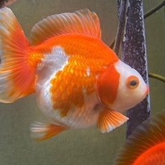 更紗ショートテール琉金の画像