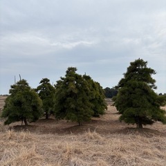 赤松、黒松、天目松の画像