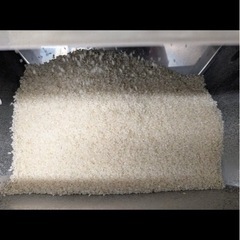 【お譲り先決定】令和7年産 きぬむすめ 玄米 30kgの画像