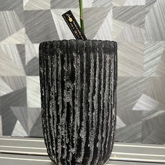 【観葉植物】貴重な実生斑入りパキラ（ミルキーウェイ）の画像