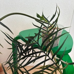 フィロデンドロン トータム 観葉植物の画像