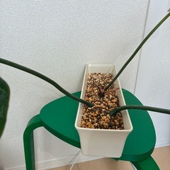 フィロデンドロン グロリオーサム 観葉植物の画像