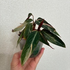 ストロマンテ マジックスター 観葉植物の画像