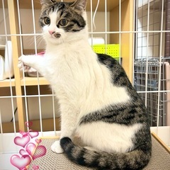 ぴたっとくっつき仲良し兄弟💞キジオ・マルオペア3ヶ月半 - 江戸川区