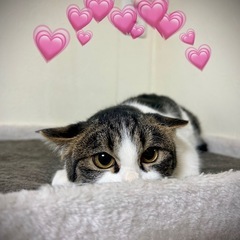 ぴたっとくっつき仲良し兄弟💞キジオ・マルオペア3ヶ月半 − 東京都