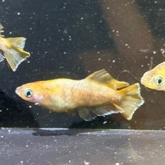 めだか　弐火(ニカ)有精卵　20個　800円‼️の画像