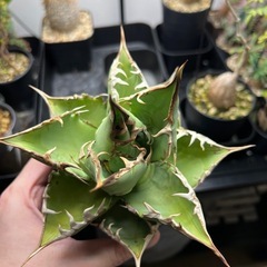 アガベ　チタノタ　ハデスの画像