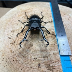 ギラファノコギリクワガタ"ケイスケ"③の画像