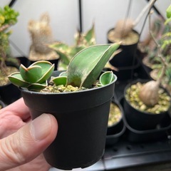 サンセベリア　サムライドワーフ葉挿し（発根済）の画像