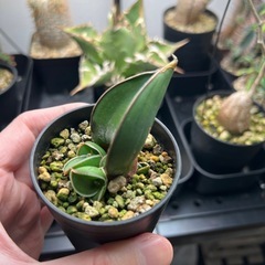 サンセベリア　サムライドワーフ葉挿し（発根済）の画像