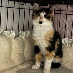 個性的な毛色のあられちゃん🐾兄妹猫で募集