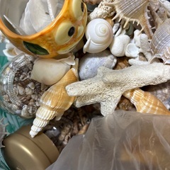 貝殻　サンゴ　大量の画像