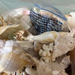 貝殻　サンゴ　大量の画像