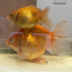 金魚の卵の画像