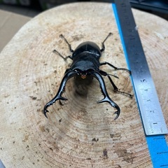 ギラファノコギリクワガタ"ケイスケ"④の画像