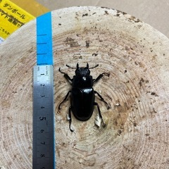 ギラファノコギリクワガタ"ケイスケ"④の画像