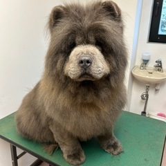 チャウチャウの男の子　性格抜群うっちゃん