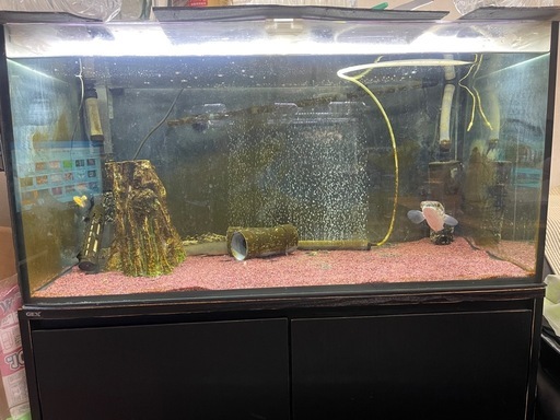 【受取者決定】熱帯魚、水槽