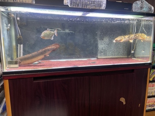 【受取者決定】熱帯魚、水槽