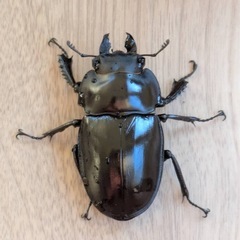 西表島東部　後良川産　ヤエヤママルバネクワガタ　メス2の画像