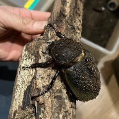 ヘラクレスオオカブト　メス単品の画像