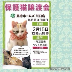 2/15（日）島忠ホームズ川口店保護猫譲渡会
