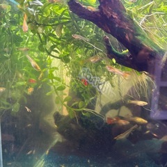 グッピー レッドグラス　ワンペア➕稚魚10匹を格安でお譲りします❣️の画像