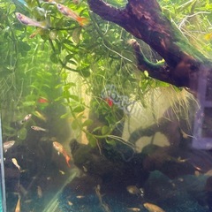 グッピー レッドグラス　ワンペア➕稚魚10匹を格安でお譲りします❣️の画像