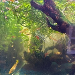 グッピー レッドグラス　ワンペア➕稚魚10匹を格安でお譲りします❣️の画像