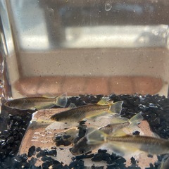 メダカ　2月15日更新の画像