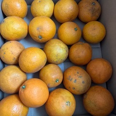 激安！ネーブル18個の画像