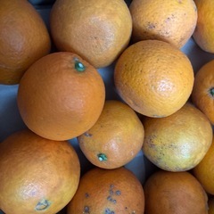 激安！ネーブル18個の画像