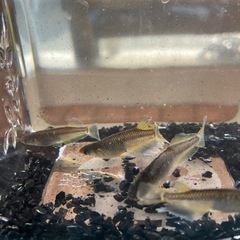 メダカ　2月15日更新の画像