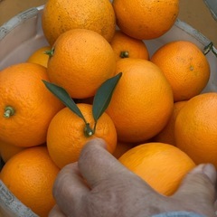 栽培中無農薬 柚子 の画像