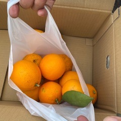 栽培中無農薬 柚子 の画像