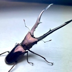 パープル系メタリフェルホソアカクワガタ　成虫ペアの画像