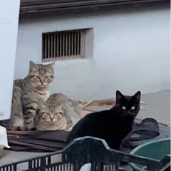 【トライアル決定】クロちゃん　仲良しトリオ