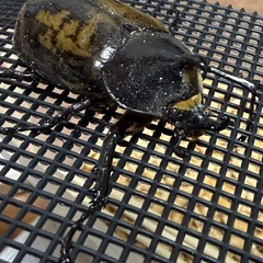 ヘラクレスレディ♂の画像