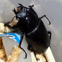 ギラファノコギリクワガタ　ホワイトアイ♀の画像