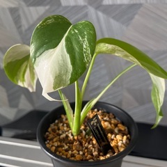 ✨めちゃお得🉐な目玉レア品種✨【観葉植物】モンステラホワイトタイガー　✨かっこいいタグ付の画像