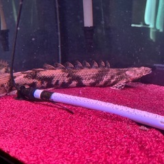 エンドリケリー　90センチ水槽セット　　　の画像