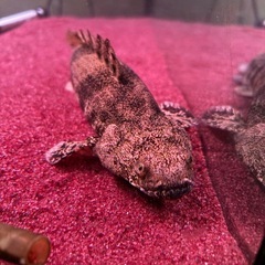 エンドリケリー　90センチ水槽セット　　　の画像