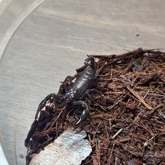 チャグロサソリサソリ(アジアンフォレストスコーピオン)の画像