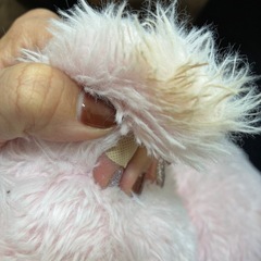 ねこのおいしゃさんの画像