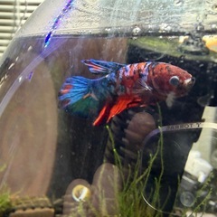 ベタ差し上げます　熱帯魚の画像