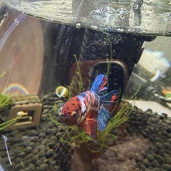 ベタ差し上げます　熱帯魚の画像