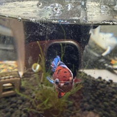 ベタ差し上げます　熱帯魚の画像