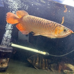 熱帯魚　古代魚　生体の画像