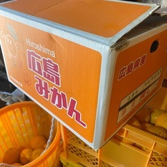 八朔訳アリ小さいサイズの画像